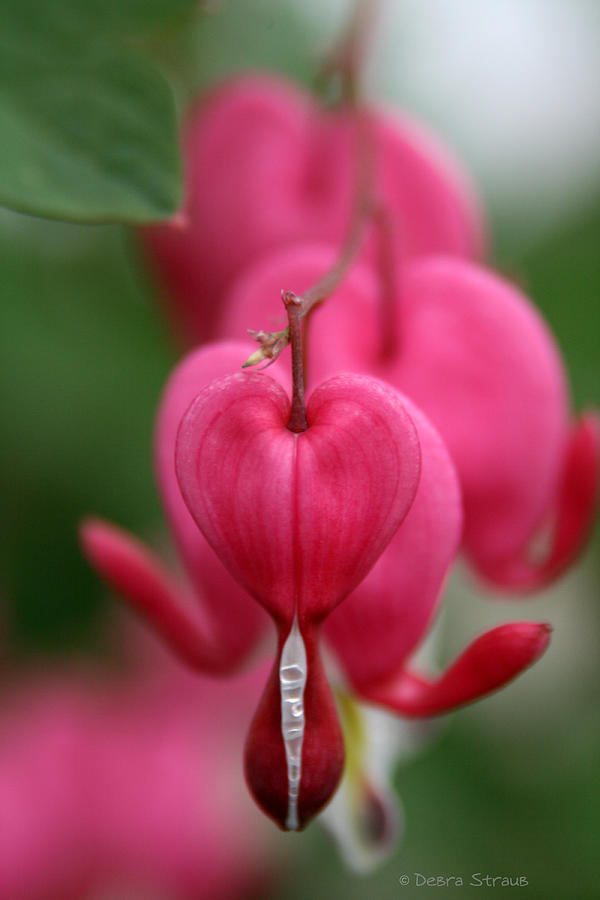 Flower Photograph - Heart of the Matter by Debra Straub