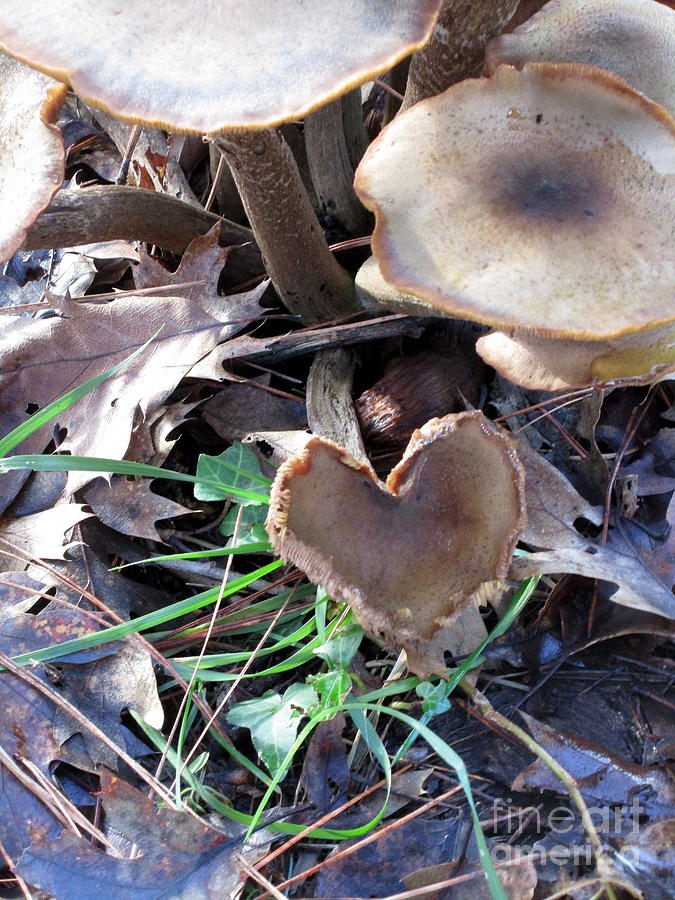 Heart of the Matter mushroom style Photograph by Marie Neder
