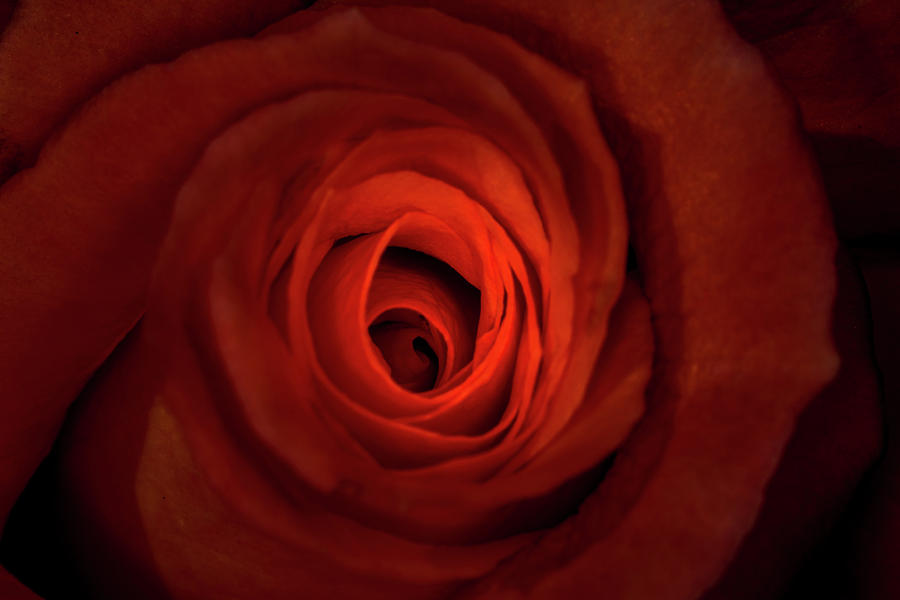 Heart of the Rose Photograph by Jay Stockhaus