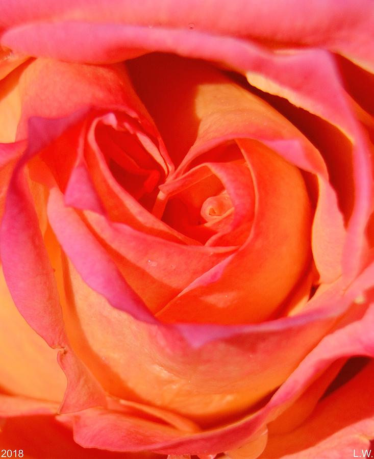 Rose Photograph -  Heart Of The Rose by Lisa Wooten