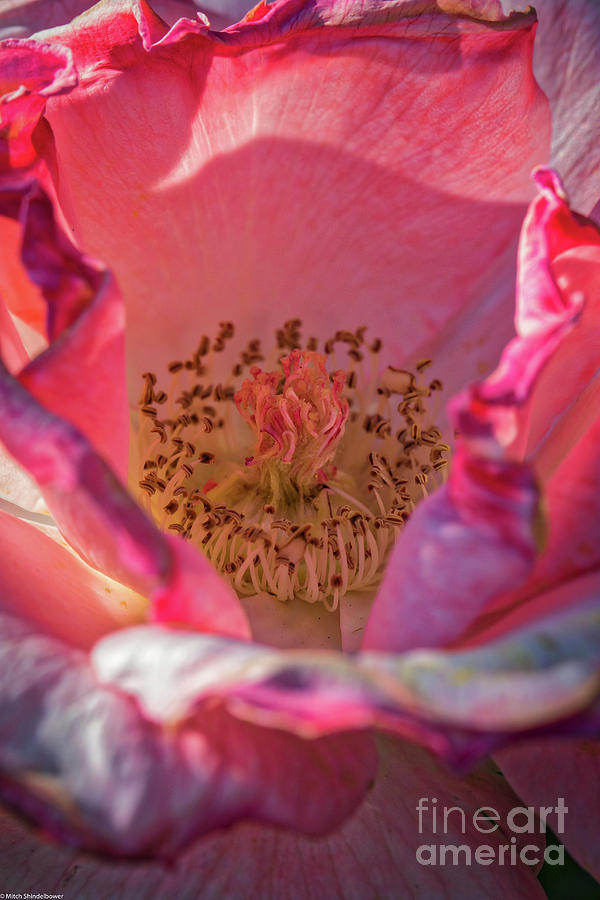 Heart Of The Rose Photograph by Mitch Shindelbower
