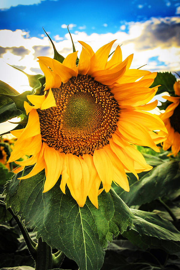 Heart of the Sunflower Photograph by Juli Ellen