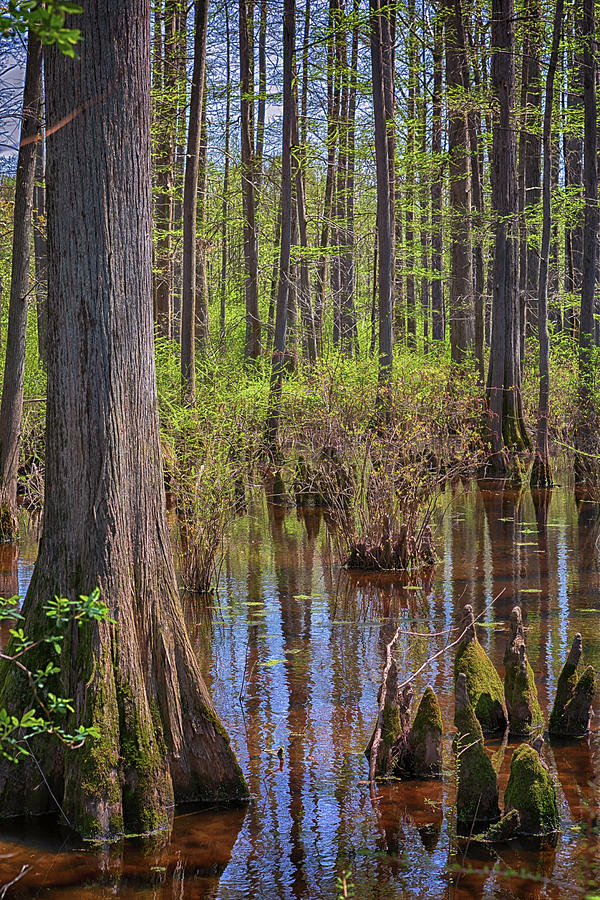 Heart of the Swamp 2 Photograph by Susan Rissi Tregoning