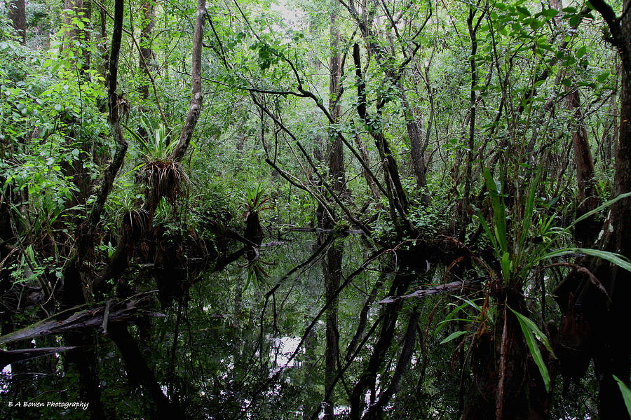 Heart of the Swamp Photograph by Barbara Bowen
