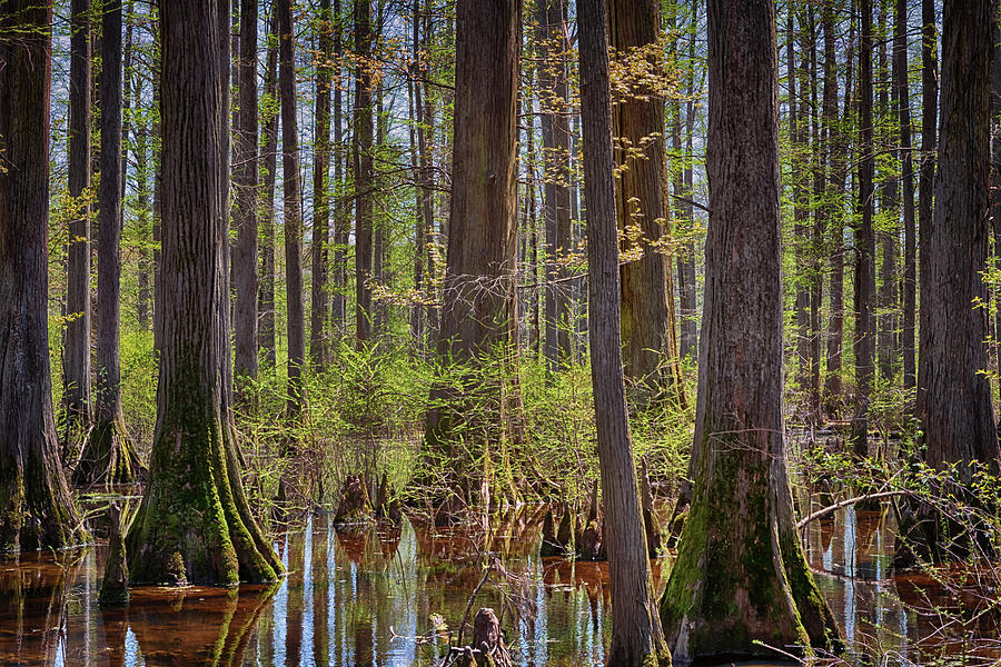 Heart of the Swamp Photograph by Susan Rissi Tregoning