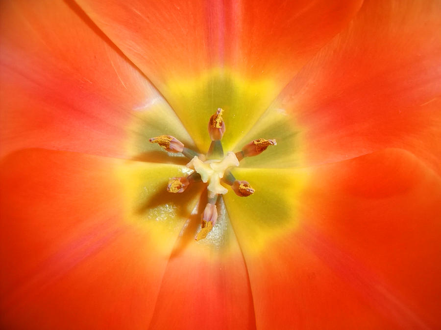Heart of the Tulip Photograph by Nicole I Hamilton