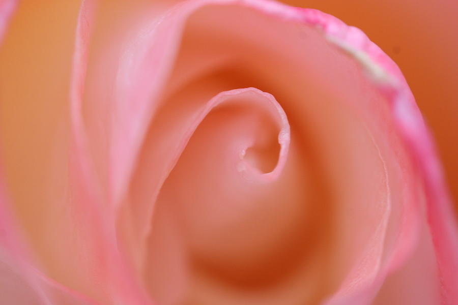 Floral Photograph - Heart by Ofelia Arreola Floral Photograph - Heart by Ofelia Arreola