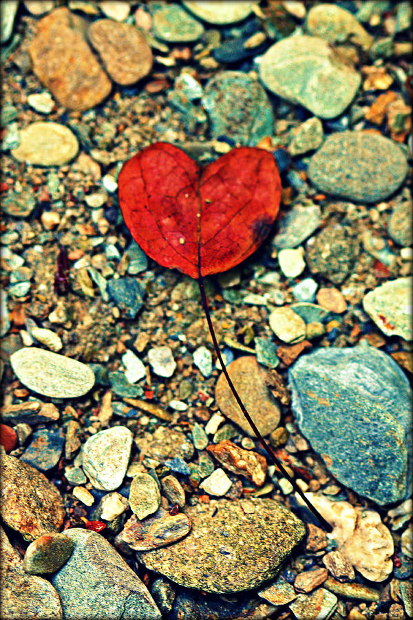 Nature Photograph - Heart on the Rocks by Susie Weaver