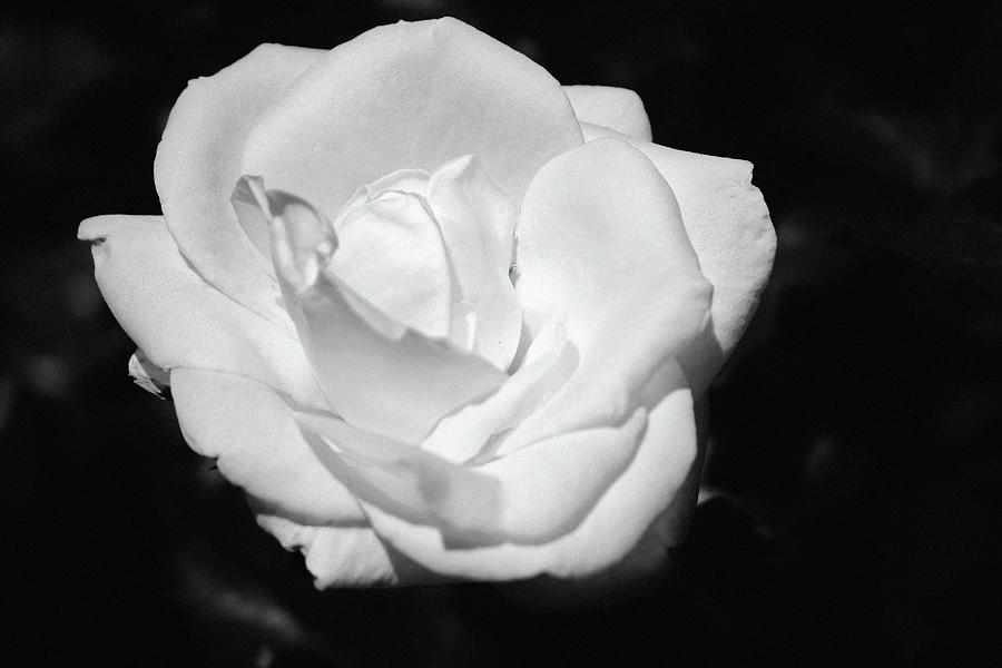 Heart Petal White Rose Photograph by Cynthia Guinn