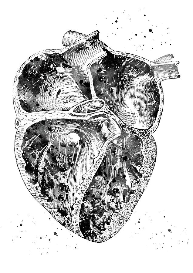 Heart section 6 Digital Art by Erzebet S - Fine Art America