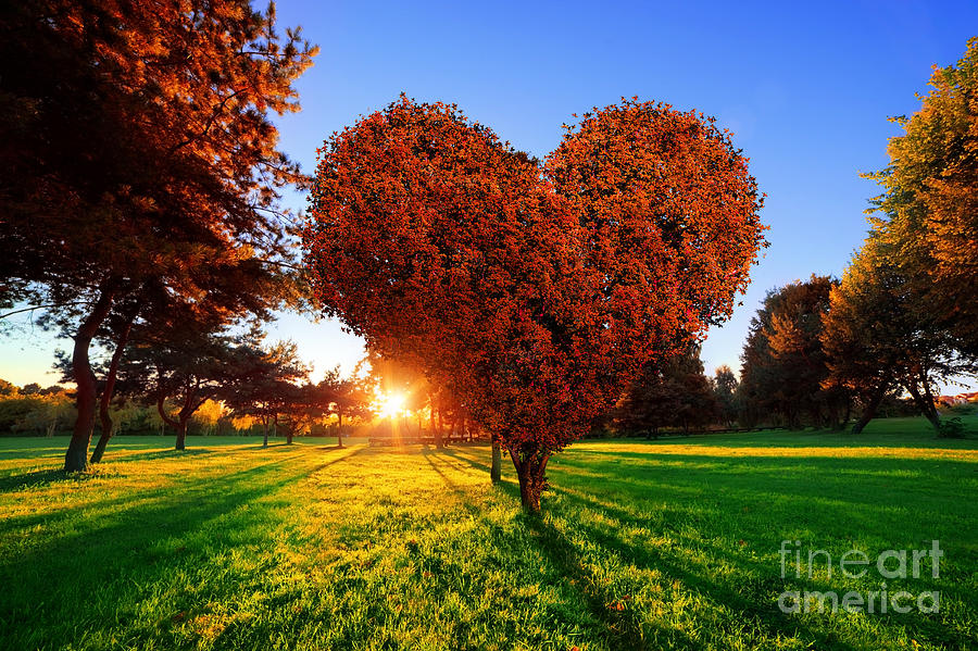 red heart shaped tree
