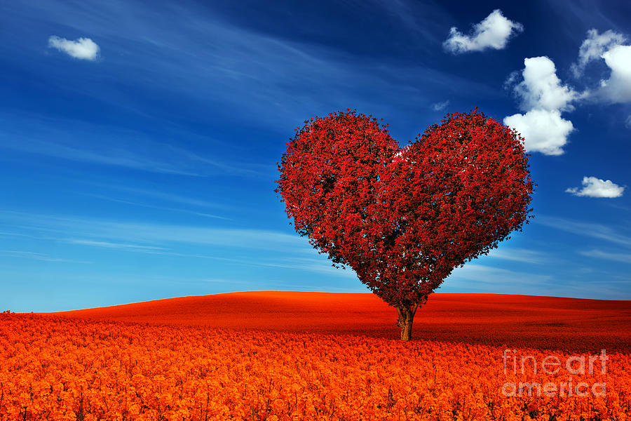 Heart shape tree with red leaves on red flower field Photograph by Michal Bednarek