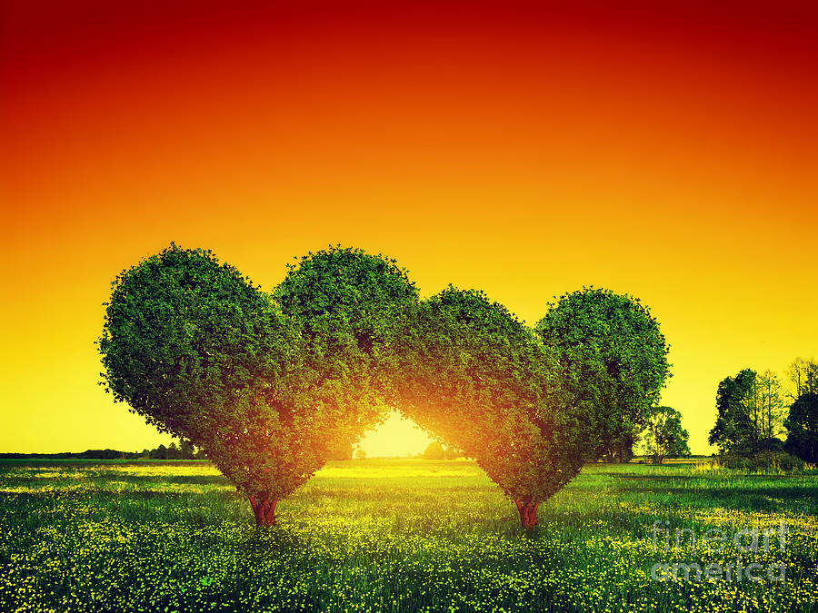 Heart shape trees couple on green grass field at sunset Photograph by Michal Bednarek