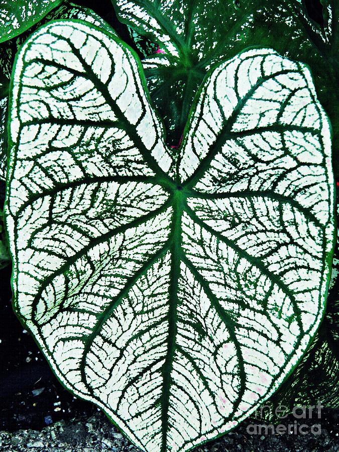 Heart Shaped Leaf Photograph by Sarah Loft