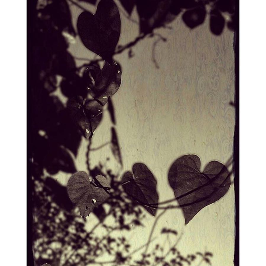 Nature Photograph - Heart Shaped Leaves #trees by Peggy Hoefner