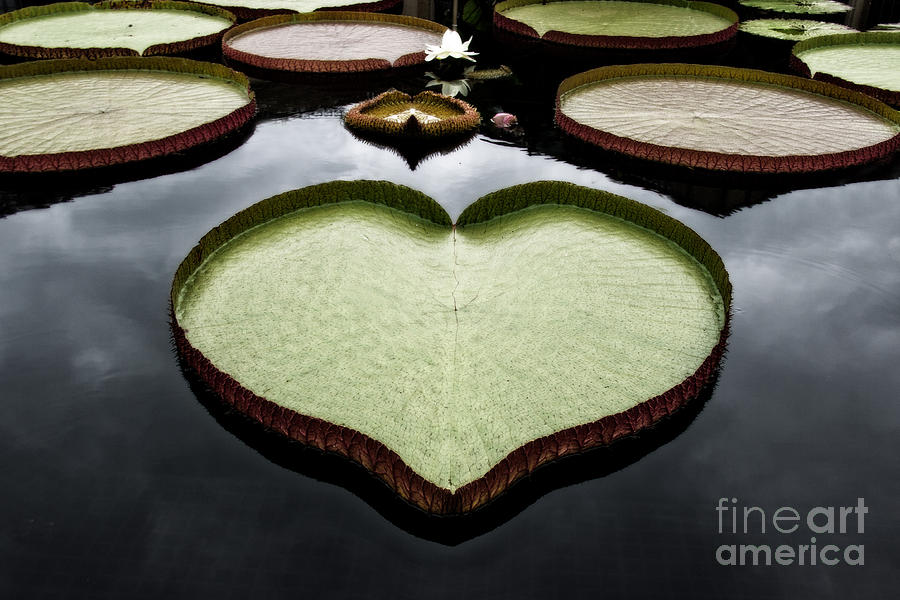 Lily Photograph - Heart Shaped Lily Pad by Tom Gari Gallery-Three-Photography