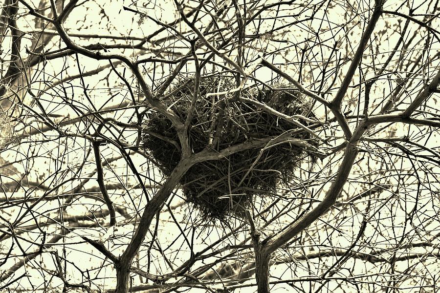 Heart-Shaped Nest Photograph by Cynthia Guinn
