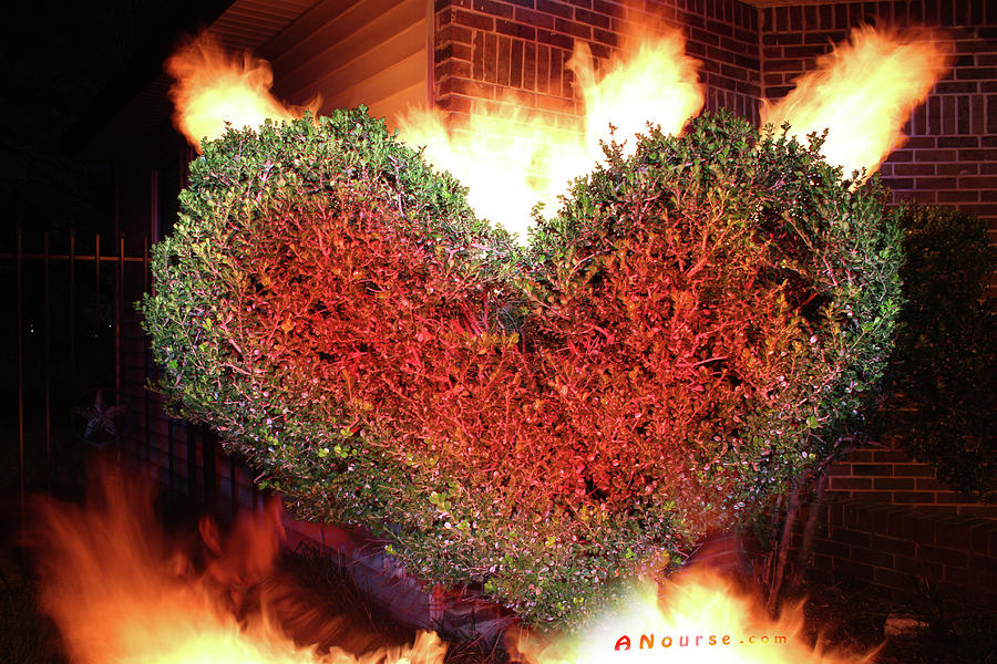 Heart Shrub Photograph by Andrew Nourse