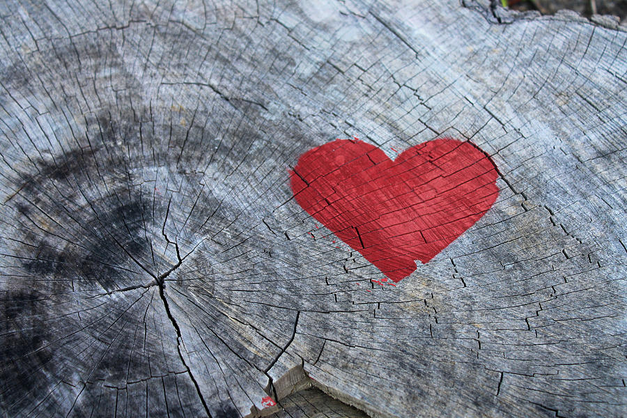 Heart Tagged Tree Stump Photograph by Selena Lorraine - Fine Art America