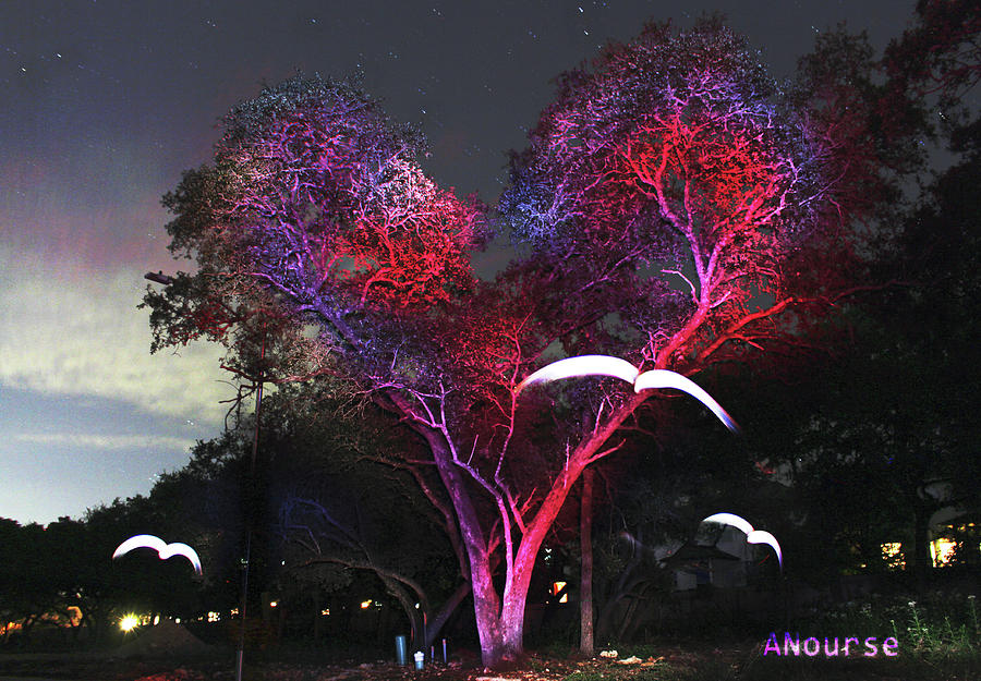 Heart Tree and Birds Photograph by Andrew Nourse