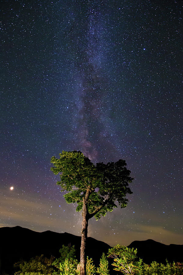 Heart Tree Milky Way Photograph by White Mountain Images