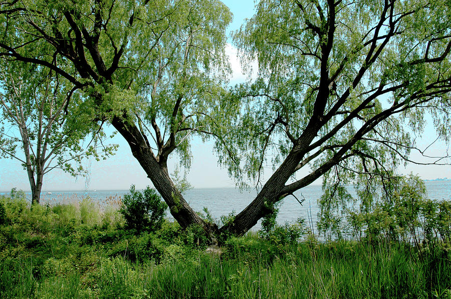 Heart Tree On Lake Saint Clair Photograph