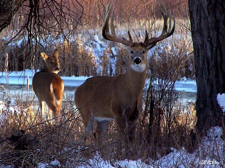 Deer Digital Art - Heartbeat Of The Wild by Bill Stephens