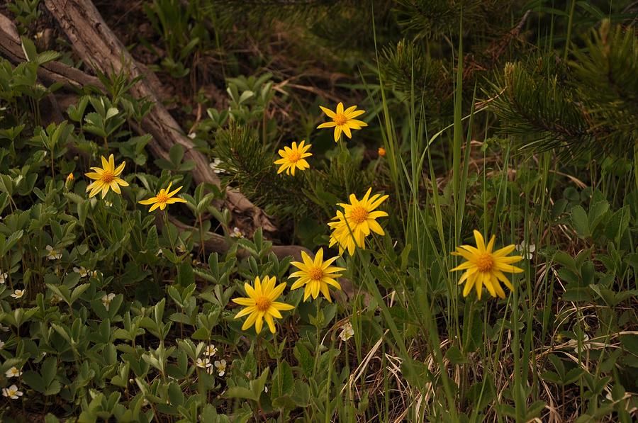 Heartleaf Arnica Photograph by Frank Madia