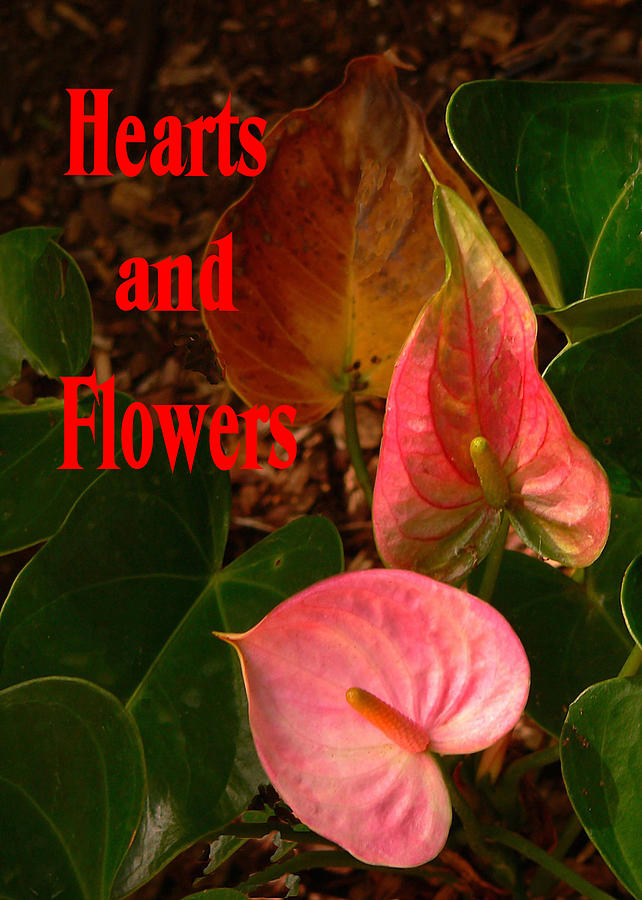 Hearts and Flowers Valentines Day Photograph by Rosalie Scanlon