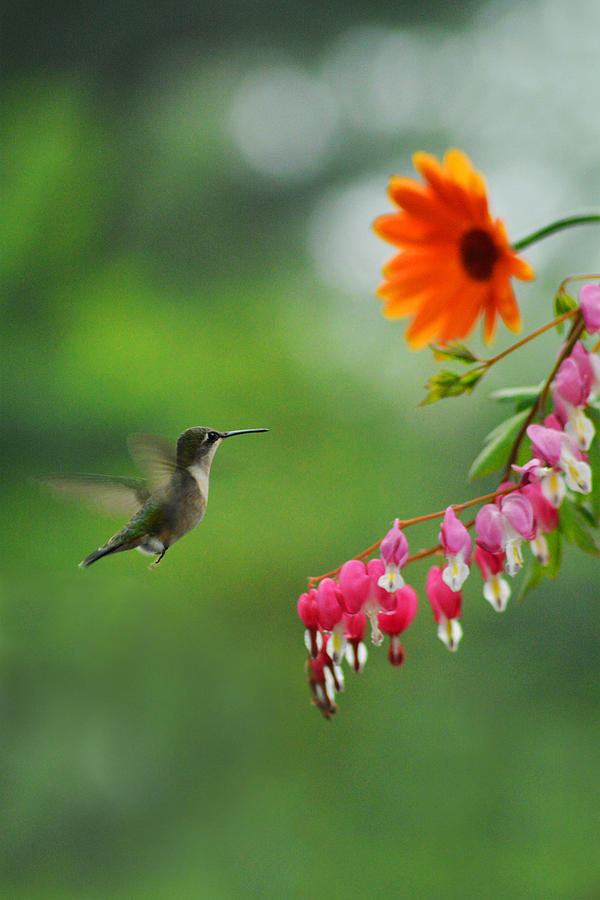 Hearts and Hummingbird Photograph by Garrett Sheehan