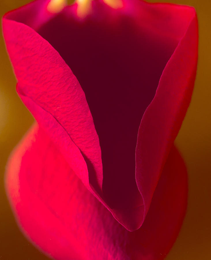 Tulip Photograph - Hearts by Deborah Freeman