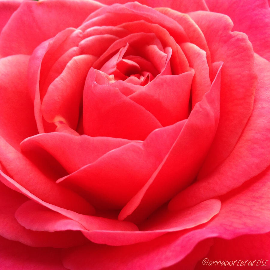 Valentines Day Photograph - Hearts Desire Red Rose by Anna Porter