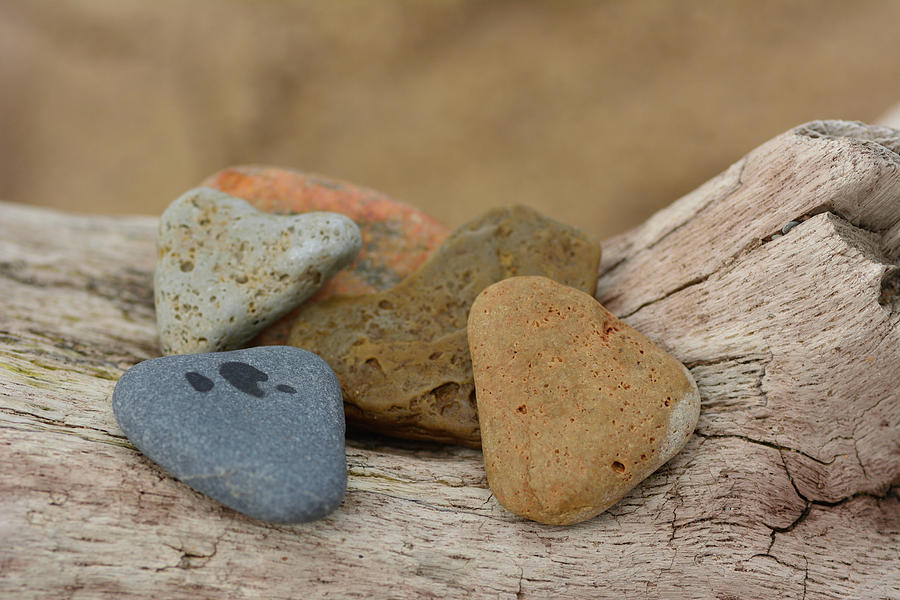 Hearts Photograph by Forest Floor Photography