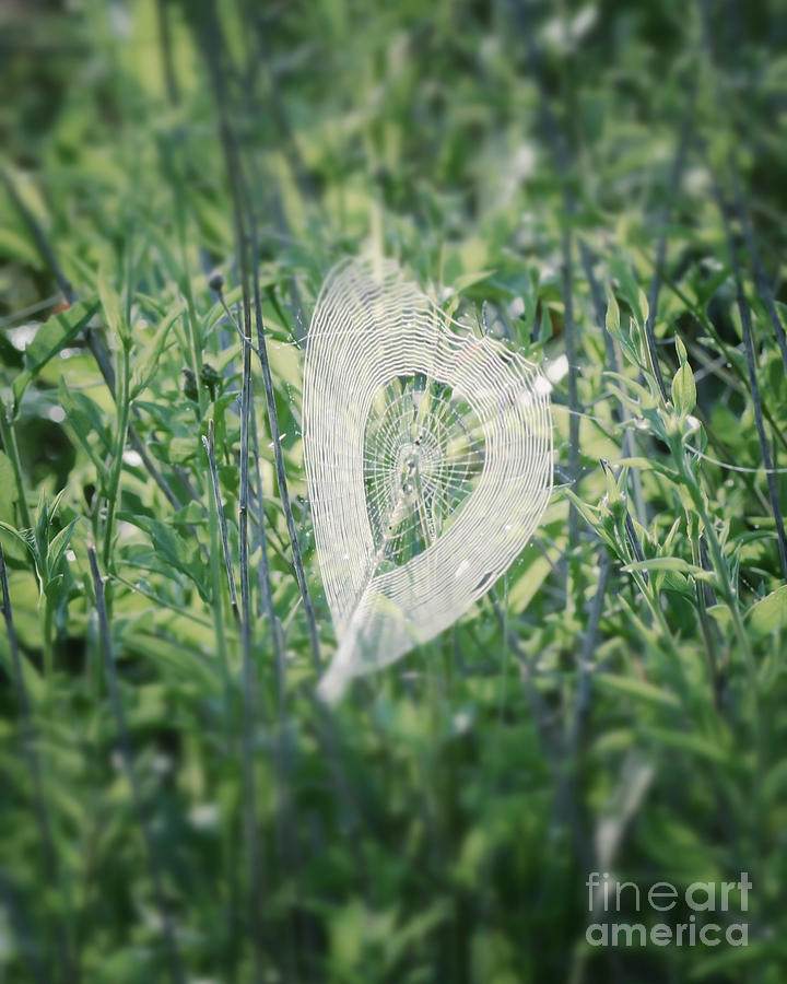 Hearts In Nature - Heart Shaped Web Photograph by Kerri Farley