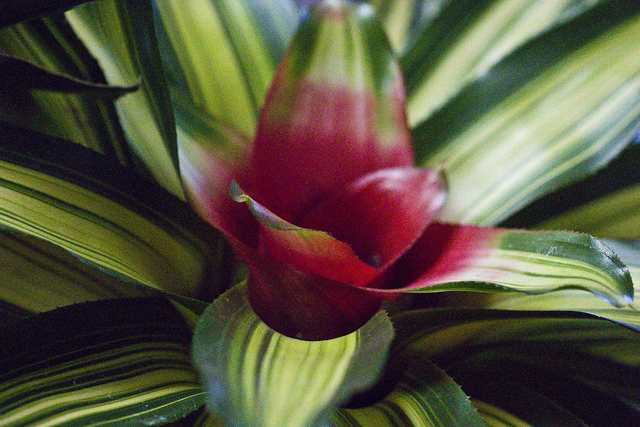 Flower Photograph - Hearts of Palm by Vernis Maxwell