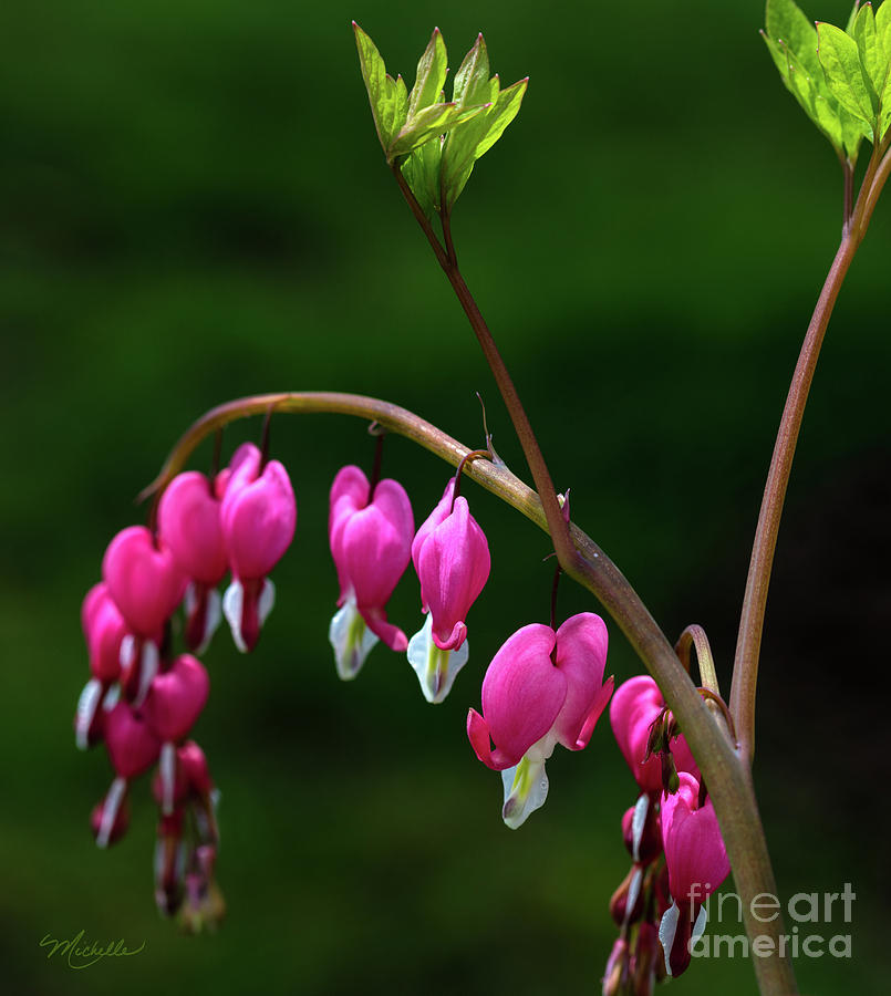 Nature Photograph - Hearts on a String by Michelle Constantine