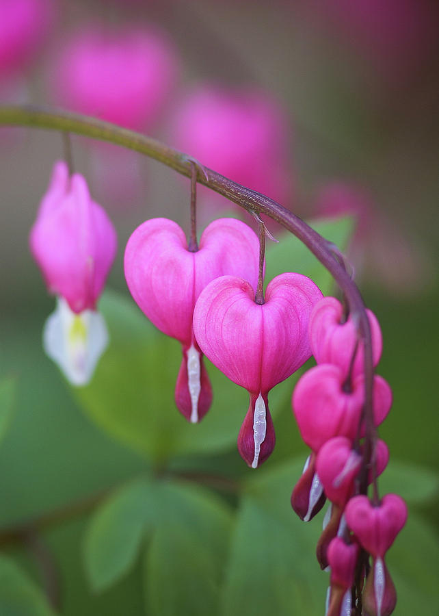 Hearts On A String Photograph by Steve Pfaffle - Fine Art America