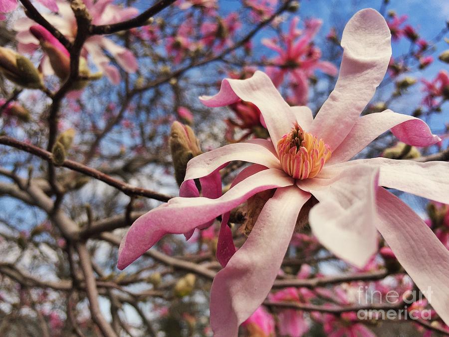 Spring Photograph - Hearts Unfold Like Flowers by Kristen Kopp