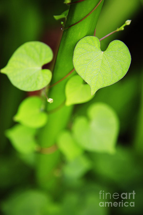 Heartshape Leaf Photograph by Brandon Tabiolo - Printscapes