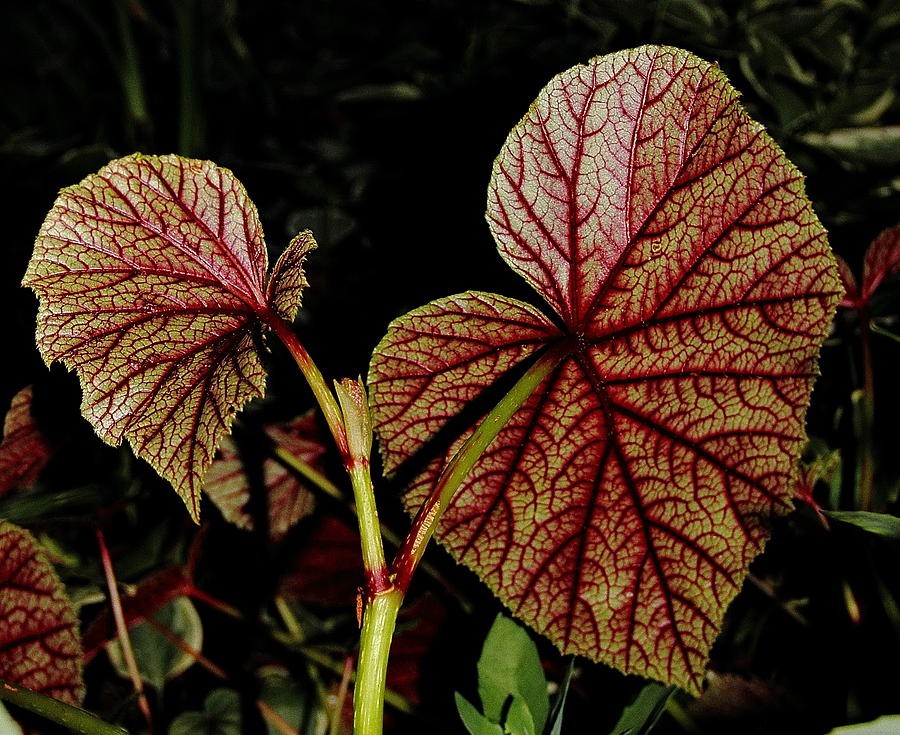 Hearty Begonia Backside Photograph by Allen Nice-Webb