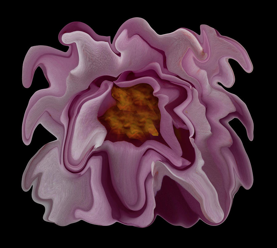 Heated Rose Digital Art by Robert Woodward