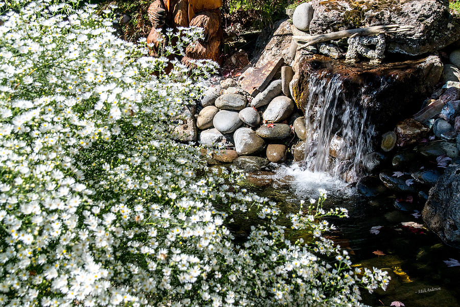 Heath Aster and the Waterfall Photograph by Mick Anderson