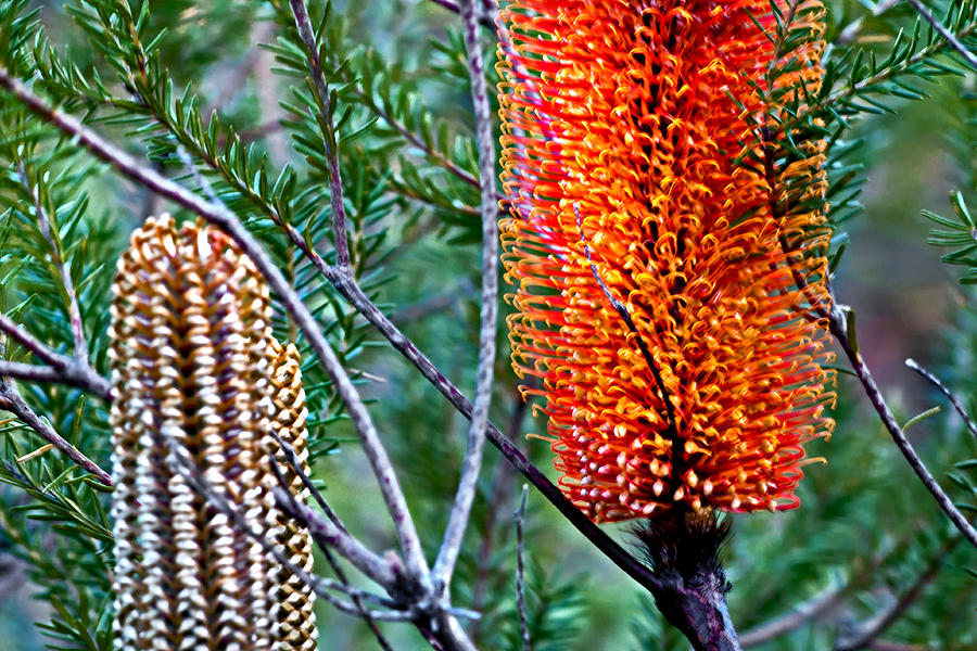 Banksia Ericifolia Photograph - Heath Banksia From Fairfax Walk by Miroslava Jurcik