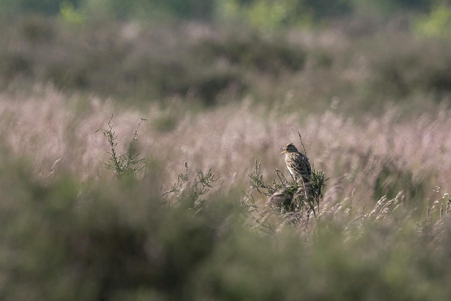 Heath Song Skylark by Wendy Cooper Heath Song Skylark by Wendy Cooper