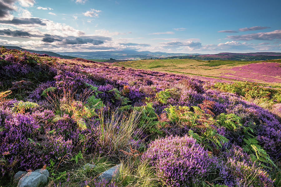 Heather and Bracken on Simonside Hills Photograph by David Head