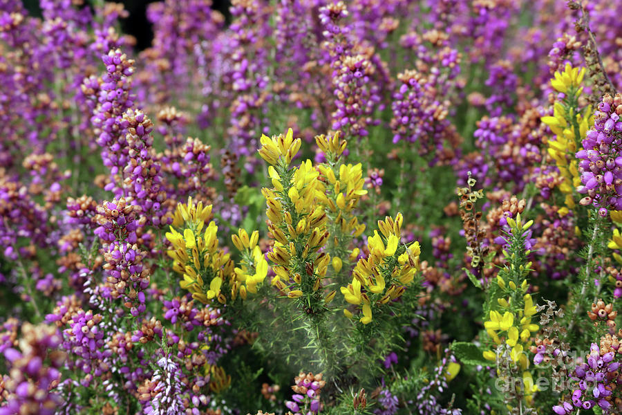Heather and gorse Photograph by Julia Gavin