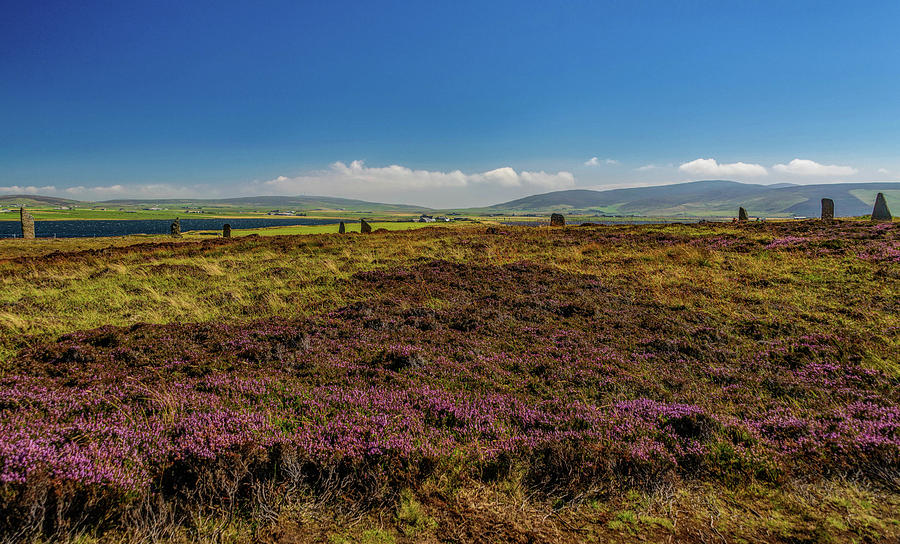 Heather and Ring of Brodgar Photograph by Elvis Vaughn