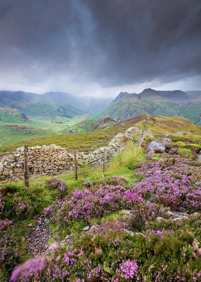 Heather and The Langdale Pikes on a stormy day in the Lake District Photograph by Anita Nicholson