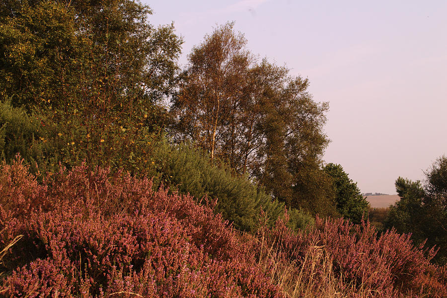 Heather and Trees On Hednesford Hills Photograph by Adrian Wale