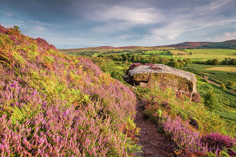 Heather bracken and crags on Rothbury Terraces Photograph by David Head ...